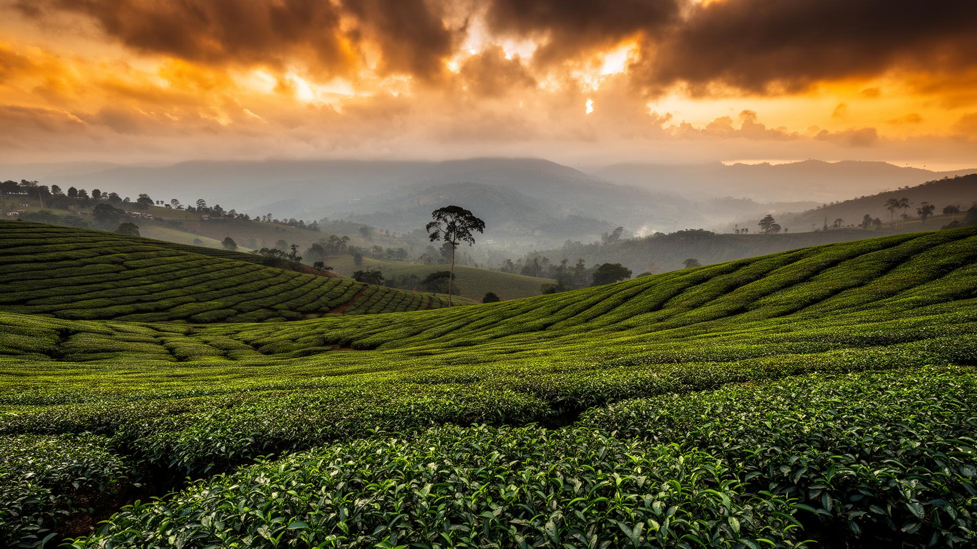 Lush tea plantations in Nuwara Eliya highlands